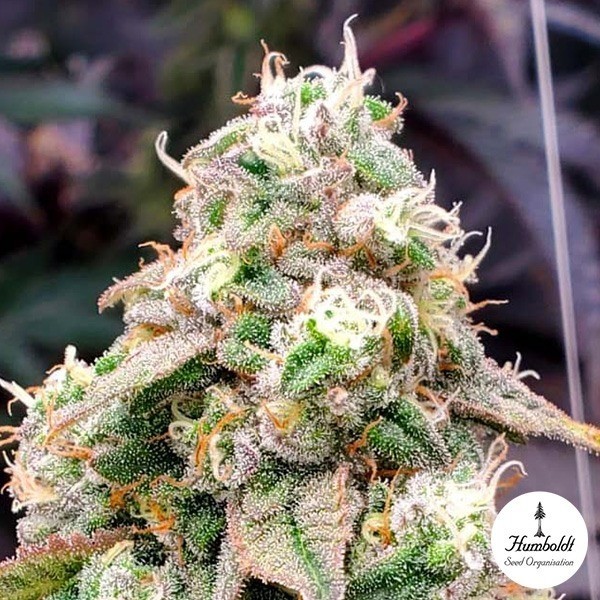 Voir Gushers Fast Flowering