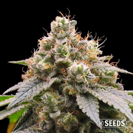 Gorilla Glue #4