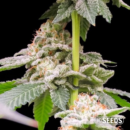 GG4