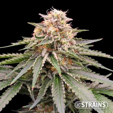 Dos y Glue de GB Strains Graine féminisée - Grow Barato