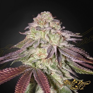 Sugarlato Auto - Green House Seeds