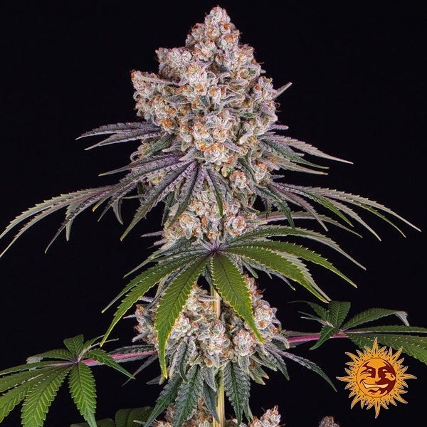 Voir Ice Cream Cake - Barney's Farm