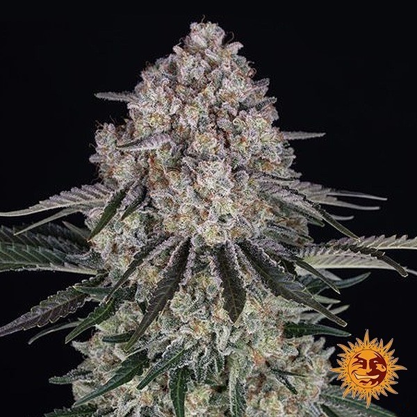 Voir Sour Diesel Auto - Barney's Farm