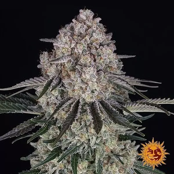Voir Sour Diesel Auto - Barney's Farm