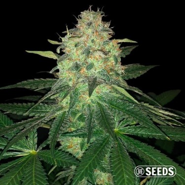 Mamba Negra - GB Seeds