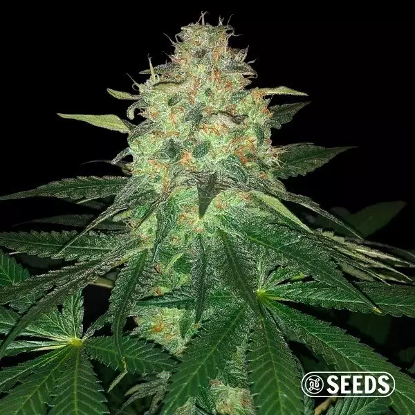 Voir Mamba Negra - GB Seeds