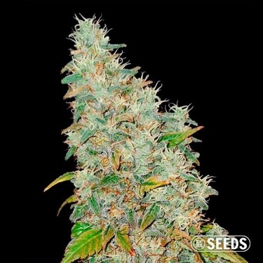 Auto Banana XL 100% féminisée saveur banane - Grow Barato