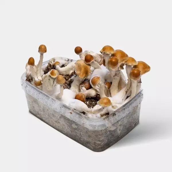 Voir Kit de Culture Champignon Amazonian de Qualité ✅