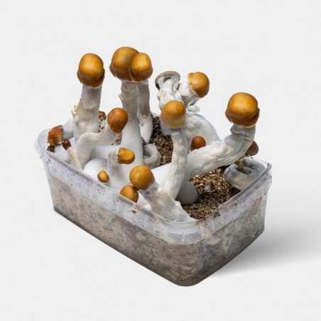 Acheter Kit Champignons B+ | Le meilleur kit en ligne 🏅