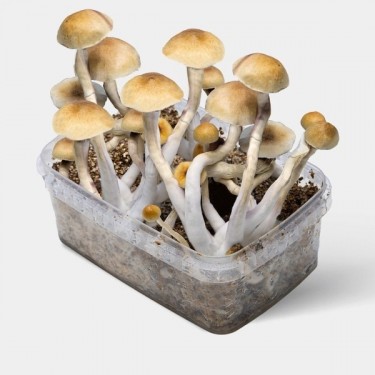 Champignons Thaï Kit 👉 Gros champignons faciles à cultiver