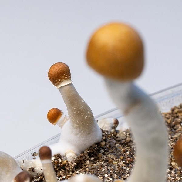 Kit Golden Teacher Mushrooms | Rendement élevé ✅