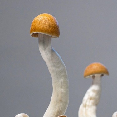 Kit Golden Teacher Mushrooms | Rendement élevé ✅