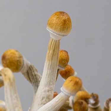 Champignon hallucinogène Psilocybe Mexicana