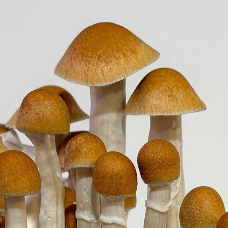 Champignons McKennaii