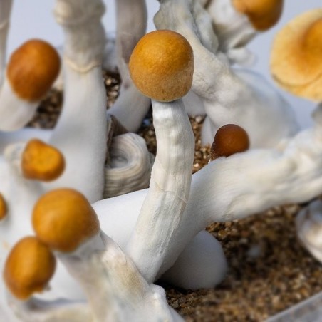 Acheter Kit Champignons B+ | Le meilleur kit en ligne 🏅