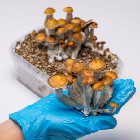 Kit de Culture Champignons Mazatapec  | Livraison dans les 24h