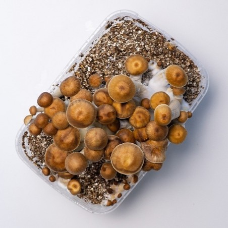 Kit de Culture Champignons Mazatapec  | Livraison dans les 24h