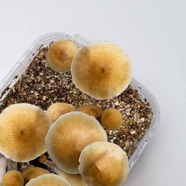 Champignons Thaï Kit 👉 Gros champignons faciles à cultiver