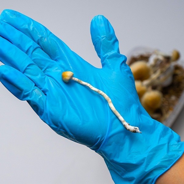 Champignons Thaï Kit 👉 Gros champignons faciles à cultiver