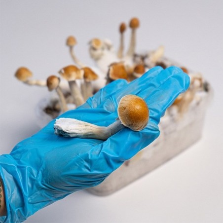 Kit de culture de champignons magiques Amazonian détail