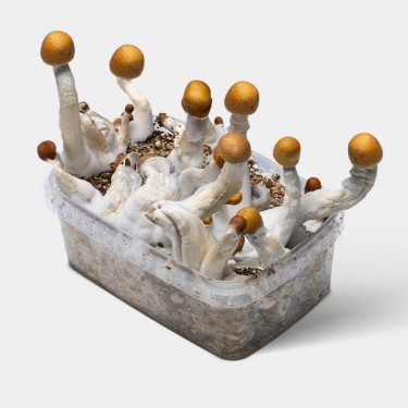 Kit Golden Teacher Mushrooms | Rendement élevé ✅