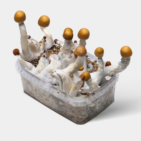 Kit Golden Teacher Mushrooms | Rendement élevé ✅