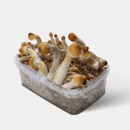 Kit de culture Psilocybe Mexicana