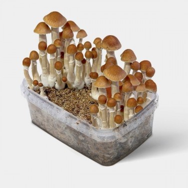 Champignons McKennaii