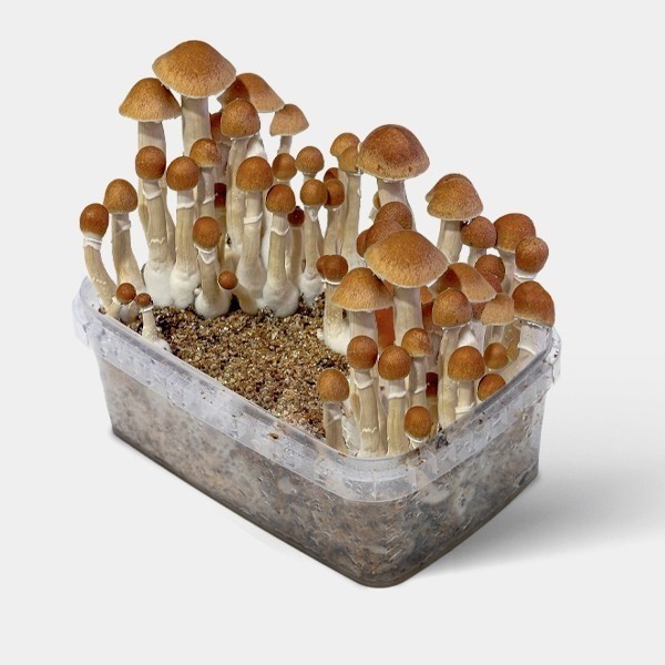 Champignons McKennaii