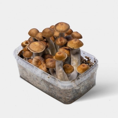 Kit de Culture Champignons Mazatapec  | Livraison dans les 24h