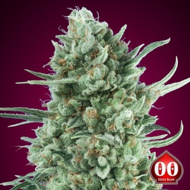 Achetez Auto Bubble Gum XXL de 00 Seeds - GB