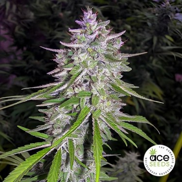 Bangi Haze régulière