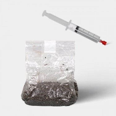 Kit d'étude microscopique de Spores de Champignons (+ sac de culture)