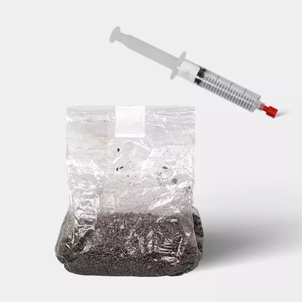 Voir Kit d'étude microscopique de Spores de Champignons (+ sac de culture)