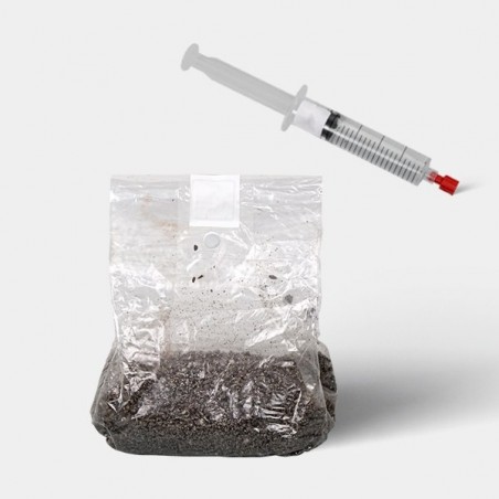 Kit d'étude microscopique de Spores de Champignons (+ sac de culture)