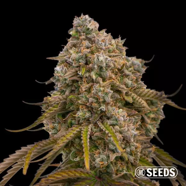 Voir Grandiflora Guava