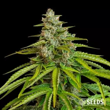 Grapes&Cream de GB Seeds - GB The Green Brand