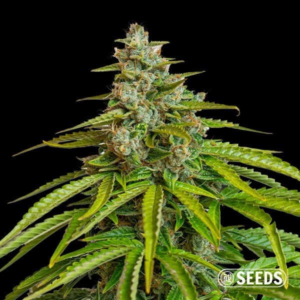 Voir Grapes&Cream de GB Seeds - GB The Green Brand