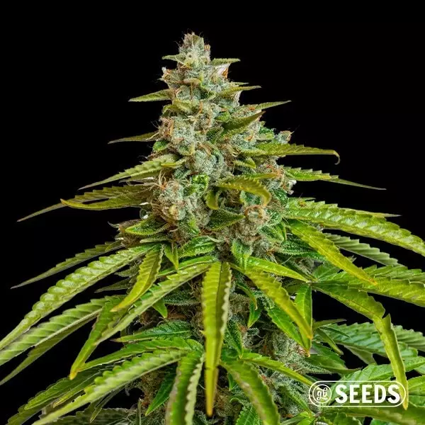 Voir Grapes&Cream de GB Seeds - GB The Green Brand