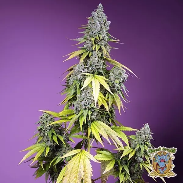 Voir Jet Fuel Mandarine XL Auto