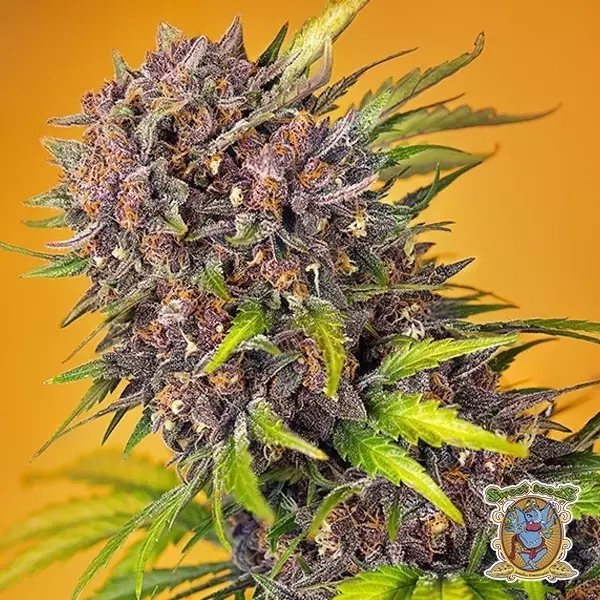 Voir Diablo Rojo XL Auto