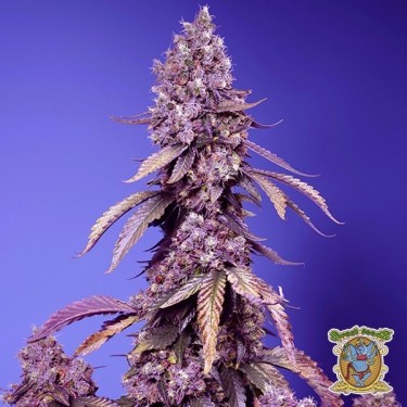 Black Muffin F1 Fast Version