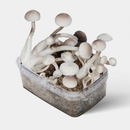 Treasure Coast Albino 🤍 Kit | Haute Production de Champignons