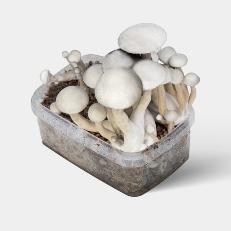🍄Champignons magiques Moby Dick 🚀 Puissance + Production