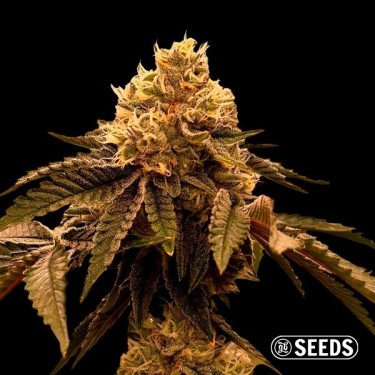 Graines Gary Payton de GB Seeds