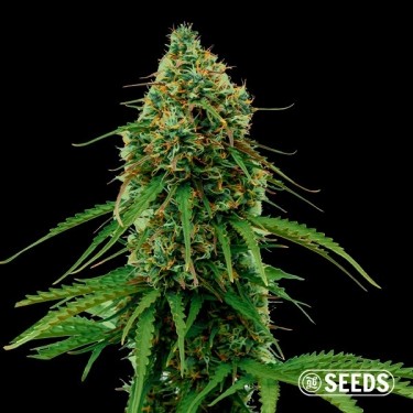 Apple & Banana de GB Seeds