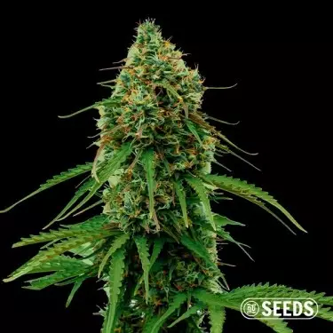 Apple & Banana de GB Seeds