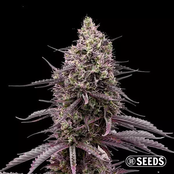Voir Blue Gelatti de GB Seeds
