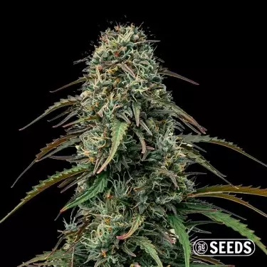 Grape Gas GB Seeds A Granel - GB The Green Brand