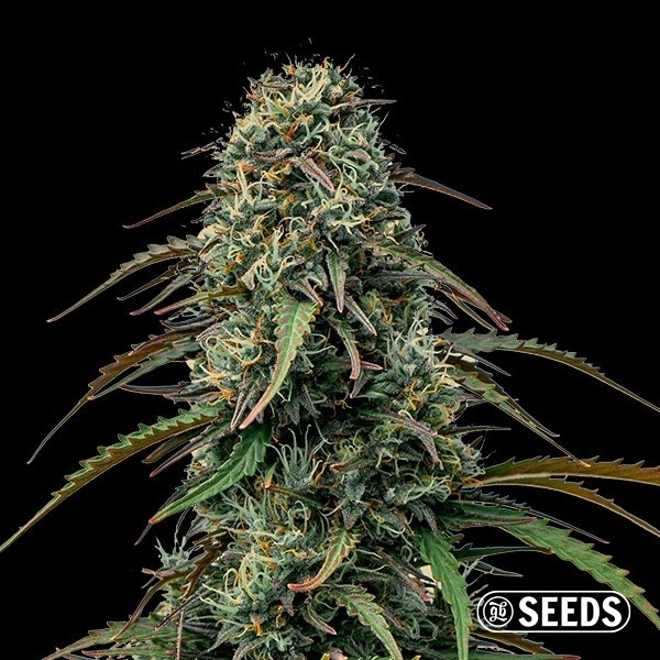 Voir Grape Gas GB Seeds A Granel - GB The Green Brand